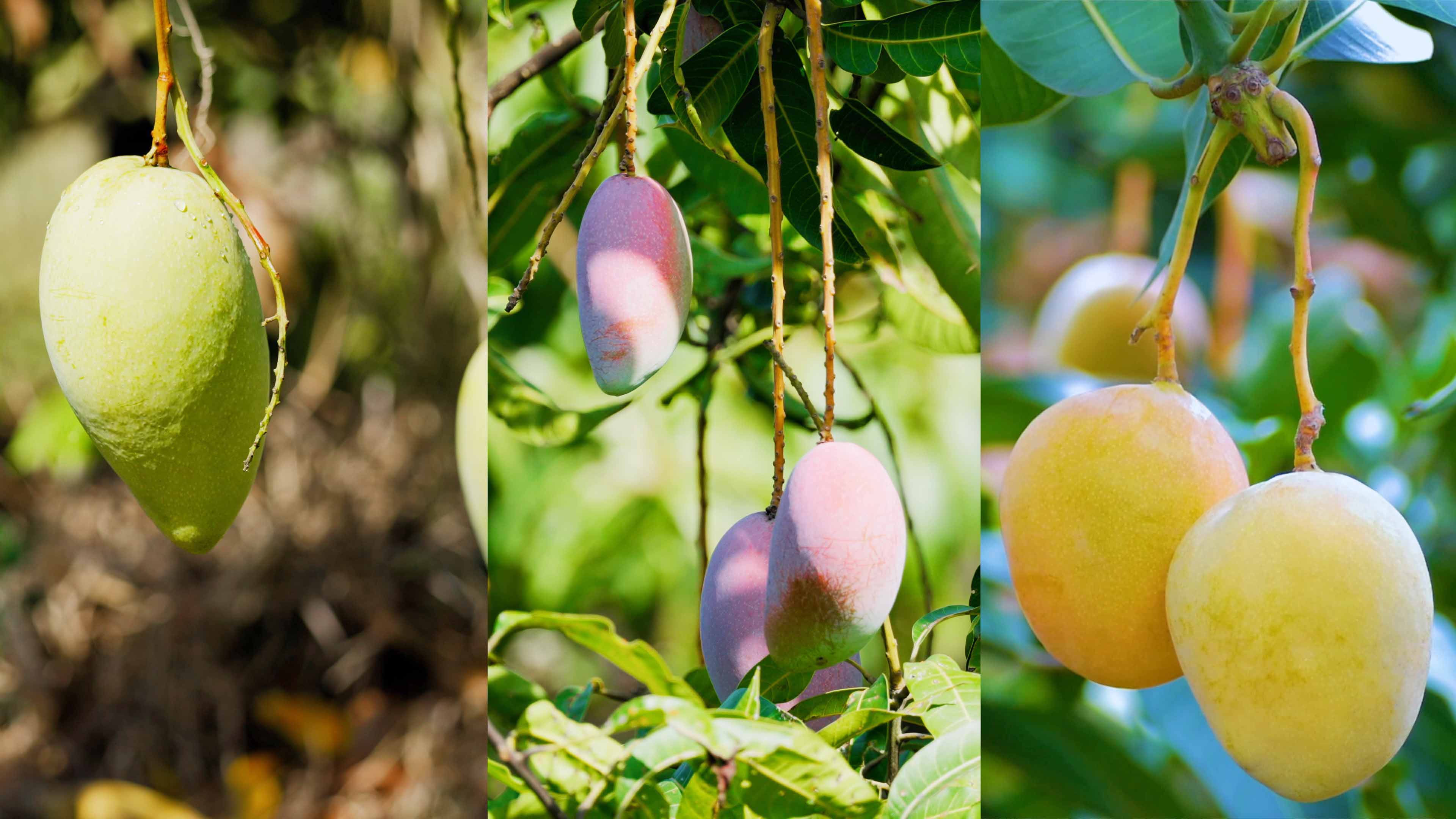 腾博官网诚信为本哲林芒果