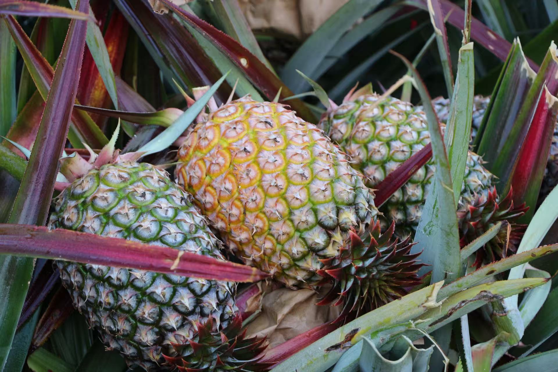 腾博官网诚信为本鲜果金钻凤梨